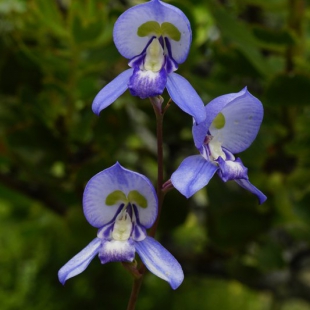 Disa graminifolia